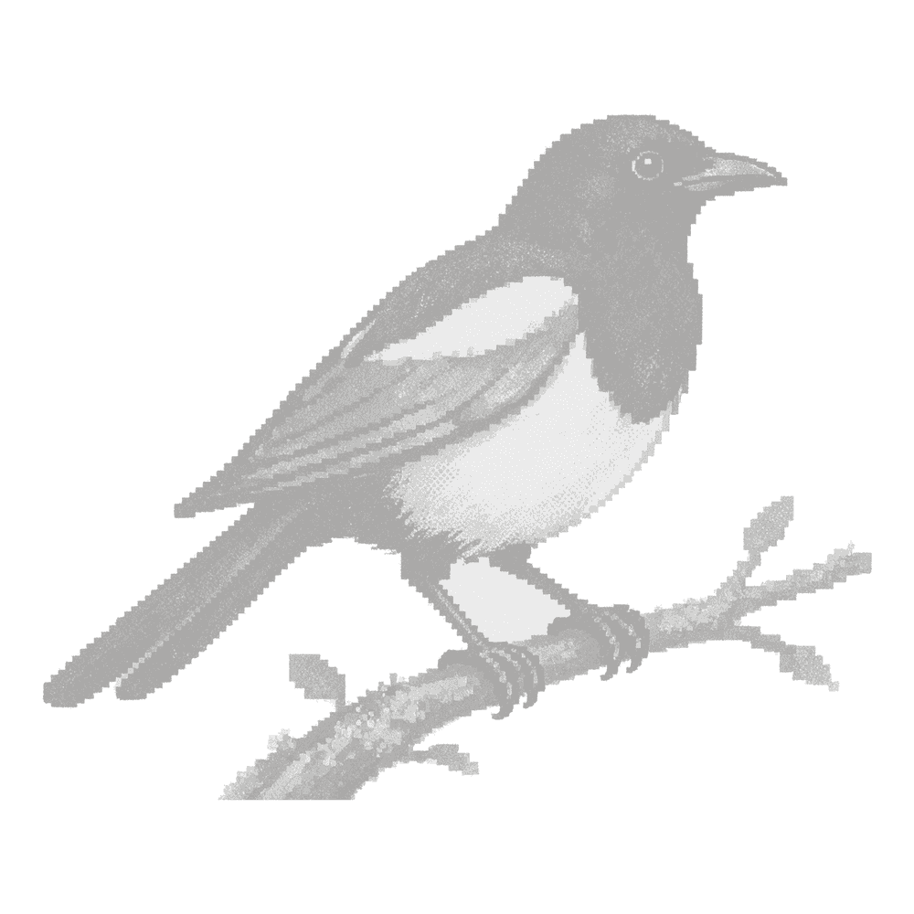 A magpie in the dormant state.