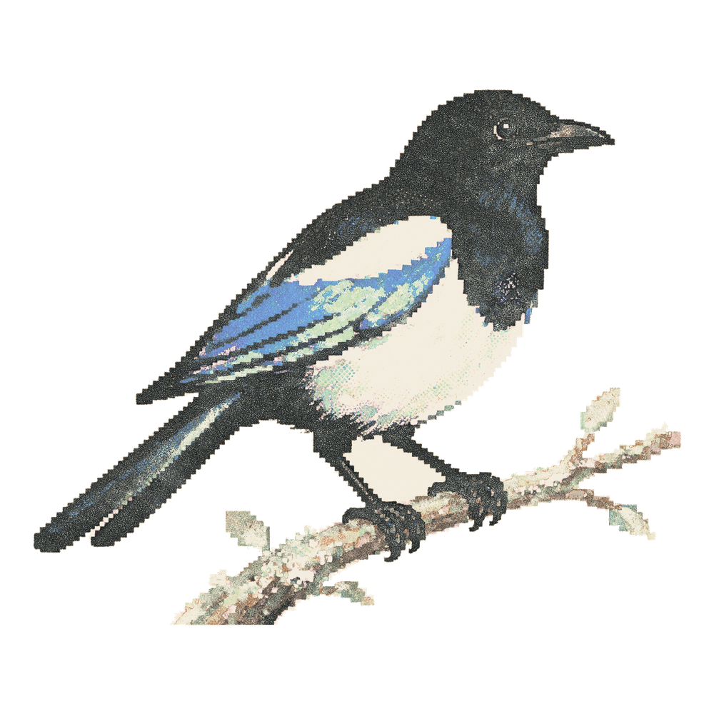 A magpie in the dull state.