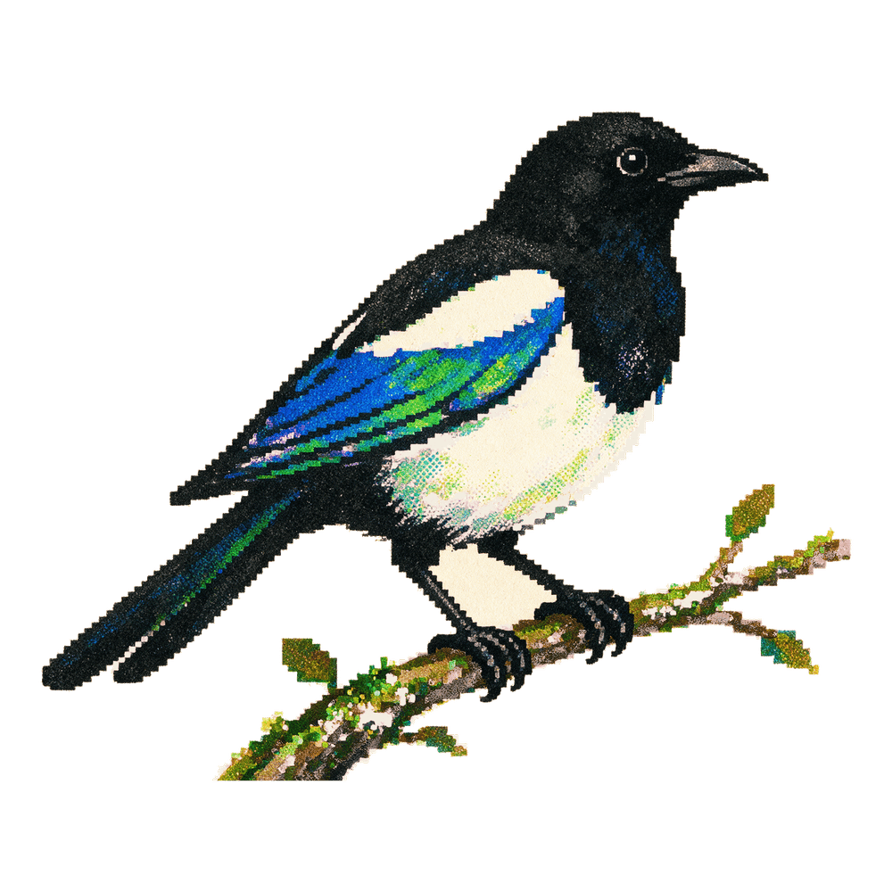 A magpie in the fading state.